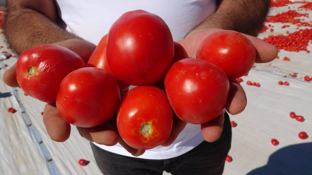 Avrupalı pizza devlerinin gözü kulağı Kayseri'deki hasatta 3